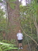 Kauribaum und ich
